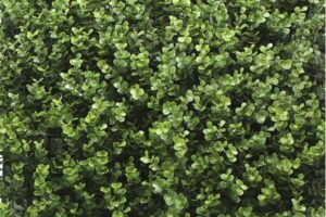 Kunsthaag Leah Buxus