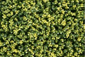 Kunsthaag Lina Buxus